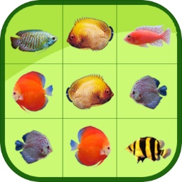 头头体育app